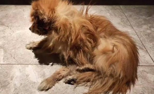 富旺配资 博美犬风靡全国却频被弃养，养它有多难？